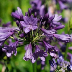 Agapanthus 'Poppin Purple' 14 Agapanthus 'Poppin Purple' -Garden Plants Sales 560829 5