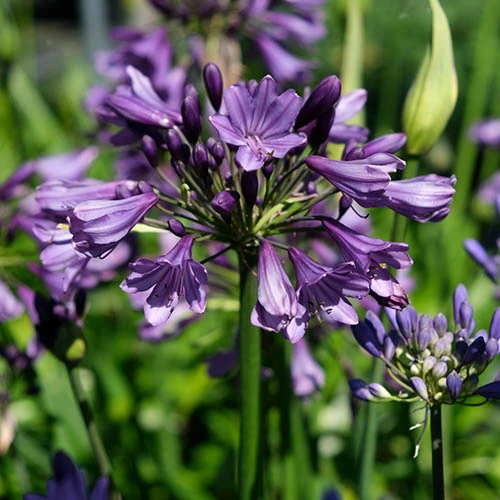 Agapanthus 'Poppin Purple' 9 Agapanthus 'Poppin Purple' - Image 7