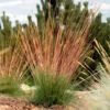 Festuca 'Sunrise' 1 Festuca 'Sunrise' -Garden Plants Sales 560942