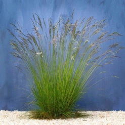 Festuca 'Sunrise' -Garden Plants Sales 560942 2