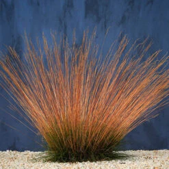 Festuca 'Sunrise' -Garden Plants Sales 560942 3