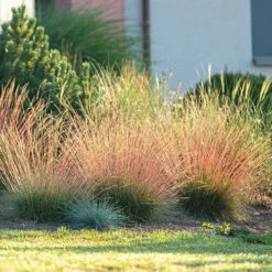 Festuca 'Sunrise' -Garden Plants Sales 560942 4