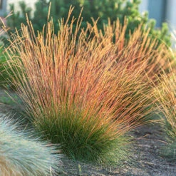 Festuca 'Sunrise' -Garden Plants Sales 560942 6