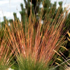 Festuca 'Sunrise' -Garden Plants Sales 560942 7