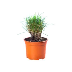 Festuca 'Sunrise' -Garden Plants Sales 560942 8