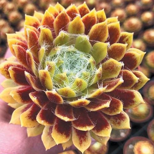 Sempervivum 'Lemon Flare' 3 Sempervivum 'Lemon Flare'