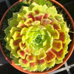 Sempervivum 'Lemon Flare' 8 Sempervivum 'Lemon Flare' -Garden Plants Sales 560989 2