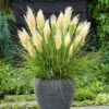 Cortaderia 'Tiny Pampa' -Garden Plants Sales 560990