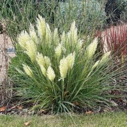 Cortaderia 'Tiny Pampa' -Garden Plants Sales 560990 1