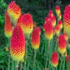 Kniphofia Flamenco 'Red Hot Poker' 1 Kniphofia Flamenco 'Red Hot Poker' -Garden Plants Sales 560996