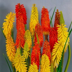 Kniphofia Flamenco 'Red Hot Poker' -Garden Plants Sales 560996 1