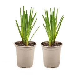 Kniphofia Flamenco 'Red Hot Poker' -Garden Plants Sales 560996 2