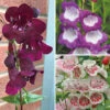 Penstemon Mix 2 Penstemon Mix -Garden Plants Sales 561030