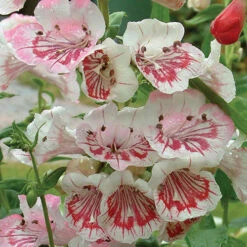 Penstemon Mix -Garden Plants Sales 561030 1