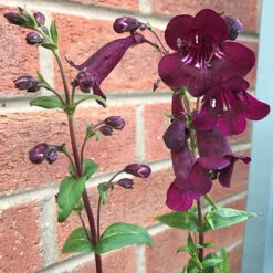 Penstemon Mix -Garden Plants Sales 561030 2
