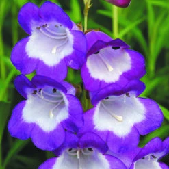 Penstemon Mix -Garden Plants Sales 561030 3