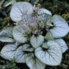 Brunnera Macrophylla Jack Frost 9cm X3 -Garden Plants Sales 561054