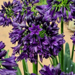 Agapanthus 'Black Jack'