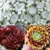 Sempervivum Mix -Garden Plants Sales 561061