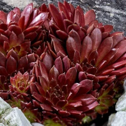 Sempervivum Mix -Garden Plants Sales 561061 2