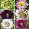Hellebore Double Collection 9cm X 6 2 Hellebore Double Collection 9cm X 6 -Garden Plants Sales 561065