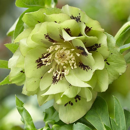 Hellebore Double Collection 9cm X 6 4 Hellebore Double Collection 9cm X 6 - Image 2