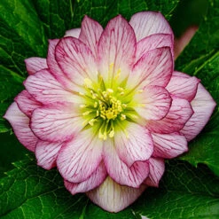 Hellebore Double Collection 9cm X 6 11 Hellebore Double Collection 9cm X 6 -Garden Plants Sales 561065 2