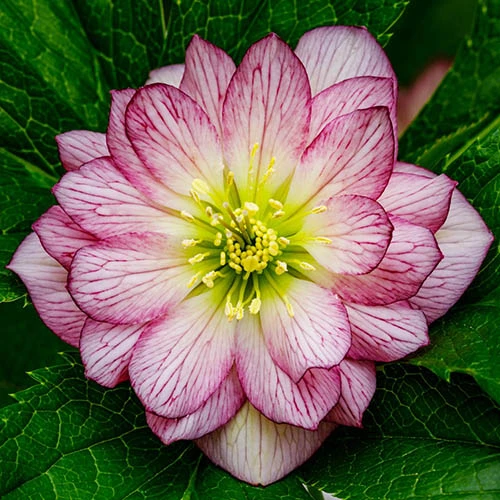 Hellebore Double Collection 9cm X 6 5 Hellebore Double Collection 9cm X 6 - Image 3