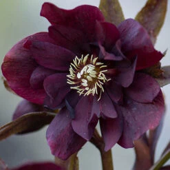 Hellebore Double Collection 9cm X 6 12 Hellebore Double Collection 9cm X 6 -Garden Plants Sales 561065 3