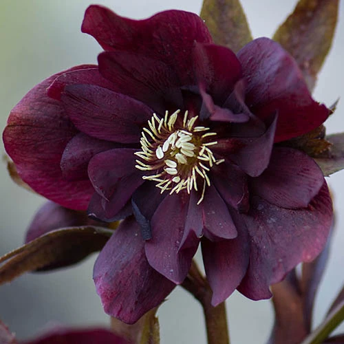 Hellebore Double Collection 9cm X 6 6 Hellebore Double Collection 9cm X 6 - Image 4