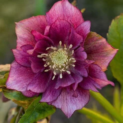 Hellebore Double Collection 9cm X 6 13 Hellebore Double Collection 9cm X 6 -Garden Plants Sales 561065 4