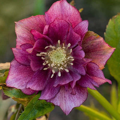 Hellebore Double Collection 9cm X 6 7 Hellebore Double Collection 9cm X 6 - Image 5