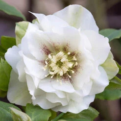 Hellebore Double Collection 9cm X 6 14 Hellebore Double Collection 9cm X 6 -Garden Plants Sales 561065 5