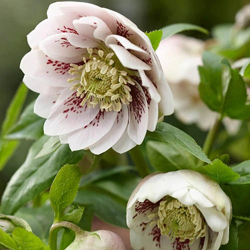 Hellebore Double Collection 9cm X 6 9 Hellebore Double Collection 9cm X 6 - Image 7