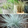 Ornamental Grasses Collection -Garden Plants Sales 561181