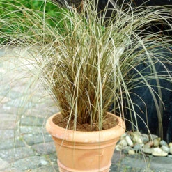 Ornamental Grasses Collection -Garden Plants Sales 561181 2