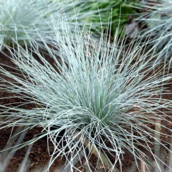 Ornamental Grasses Collection -Garden Plants Sales 561181 3