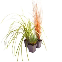 Ornamental Grasses Collection -Garden Plants Sales 561181 4