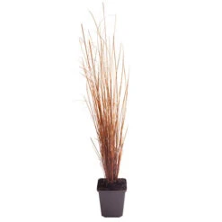 Ornamental Grasses Collection -Garden Plants Sales 561181 5