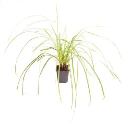 Ornamental Grasses Collection -Garden Plants Sales 561181 6