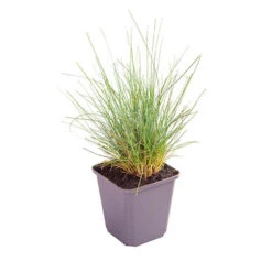 Ornamental Grasses Collection -Garden Plants Sales 561181 7