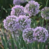 Allium Bubble Bath -Garden Plants Sales 561182