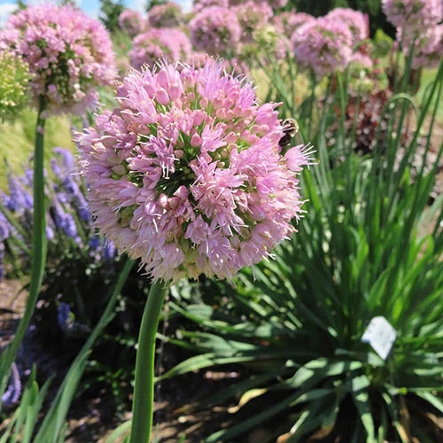 Allium Bubble Bath 3 Allium Bubble Bath - Image 2