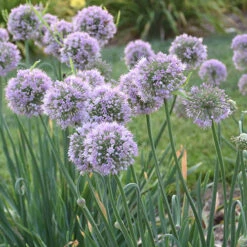 Allium Bubble Bath 8 Allium Bubble Bath -Garden Plants Sales 561182 2