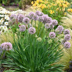 Allium Bubble Bath 9 Allium Bubble Bath -Garden Plants Sales 561182 3