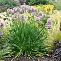 Allium Bubble Bath 10 Allium Bubble Bath -Garden Plants Sales 561182 4
