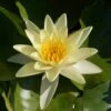 Water Lily Planting Kit - Yellow 2 Water Lily Planting Kit - Yellow -Garden Plants Sales 580028
