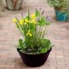 Complete Patio Pond Kit -Garden Plants Sales 580029