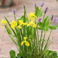 Complete Patio Pond Kit 7 Complete Patio Pond Kit -Garden Plants Sales 580029 1