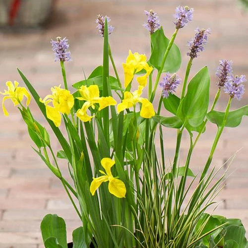 Complete Patio Pond Kit 4 Complete Patio Pond Kit - Image 2